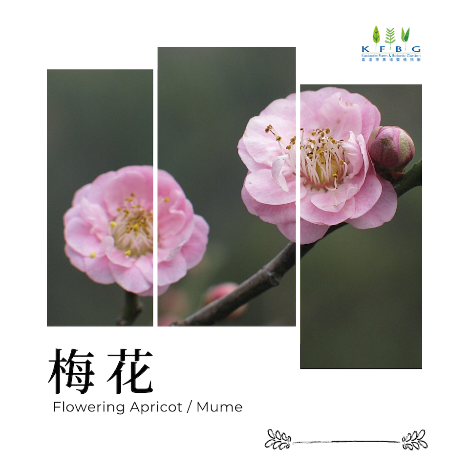 嘉道理農場賞花-梅花