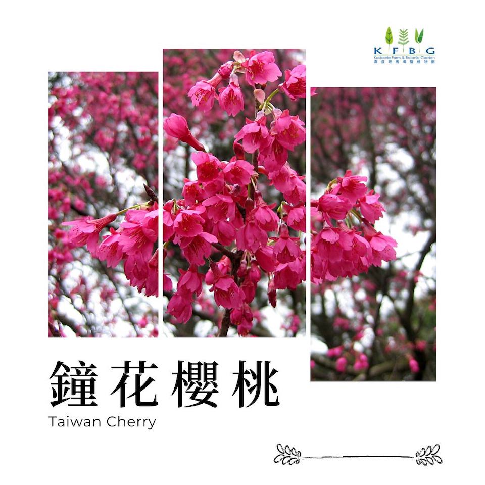 嘉道理農場賞花-鐘花櫻桃