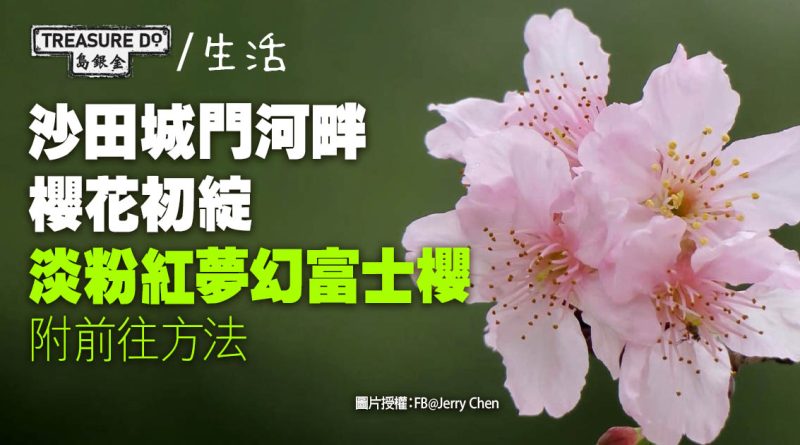 沙田櫻花2023｜又一個賞花好去處！城門河畔淡粉紅富士櫻初綻 (附地點&前往方法)