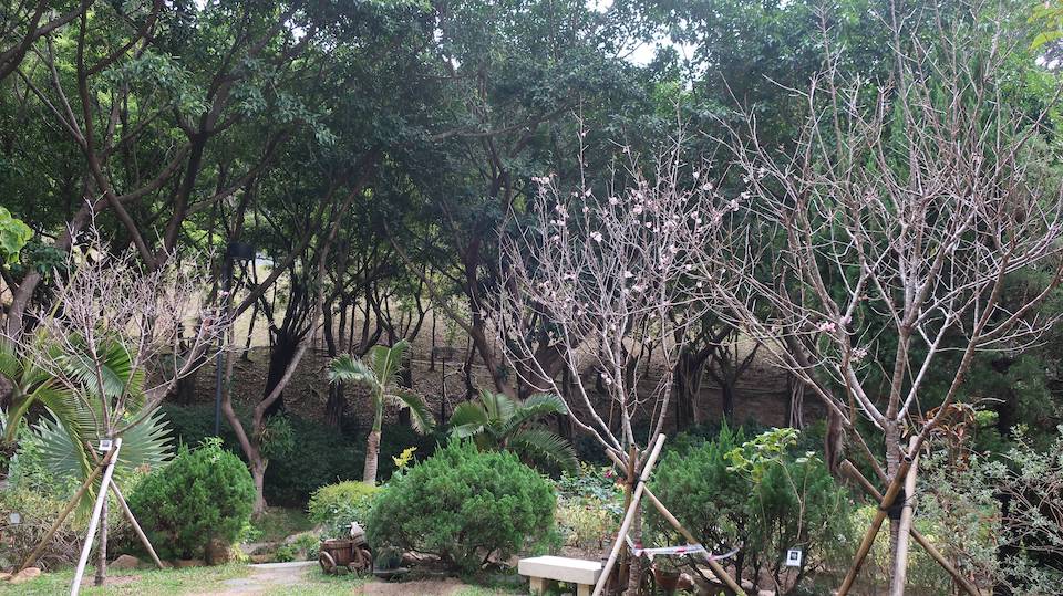 公園櫻花-城門谷公園