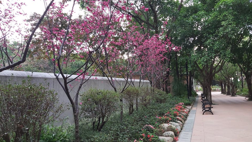 公園櫻花-大埔海濱公園