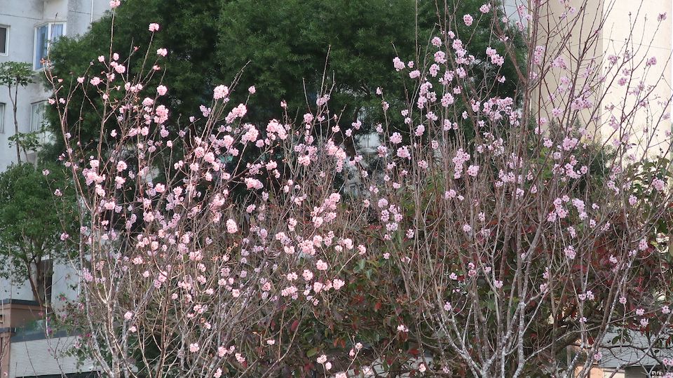 公園櫻花-安景街公園