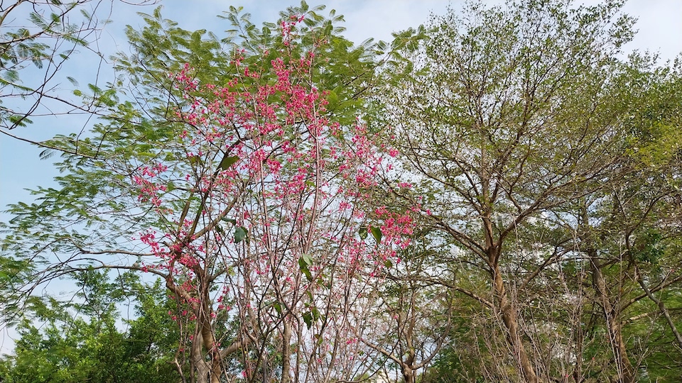 公園櫻花-香港單車館公園