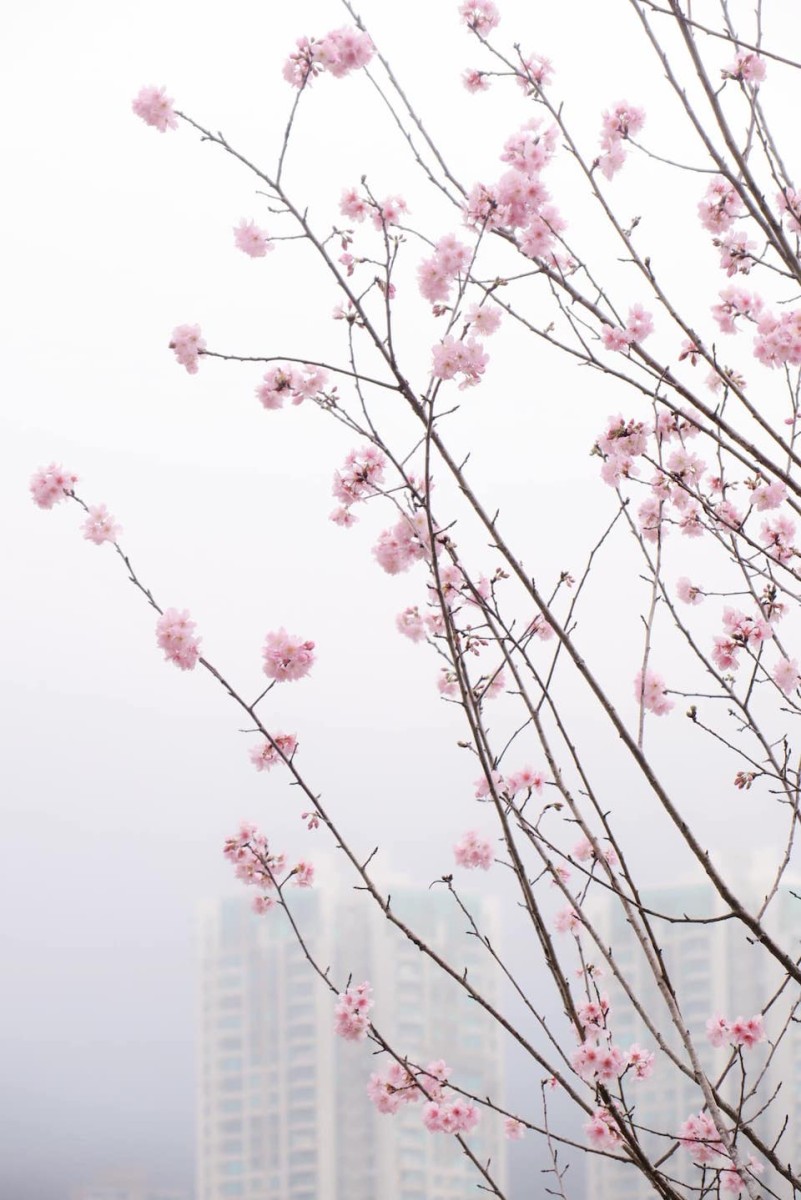 沙田櫻花2023-城門河