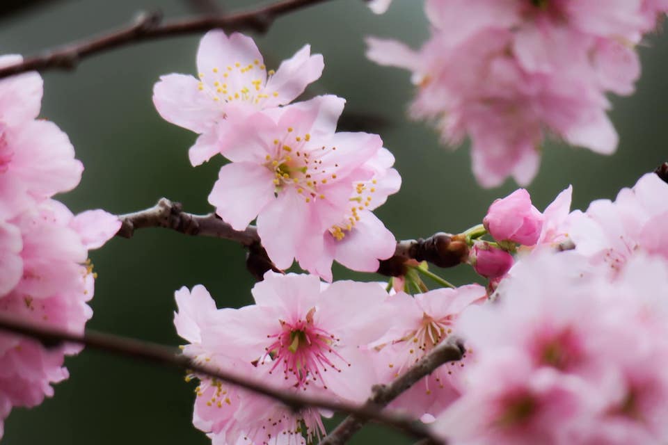 沙田櫻花2023-富士櫻
