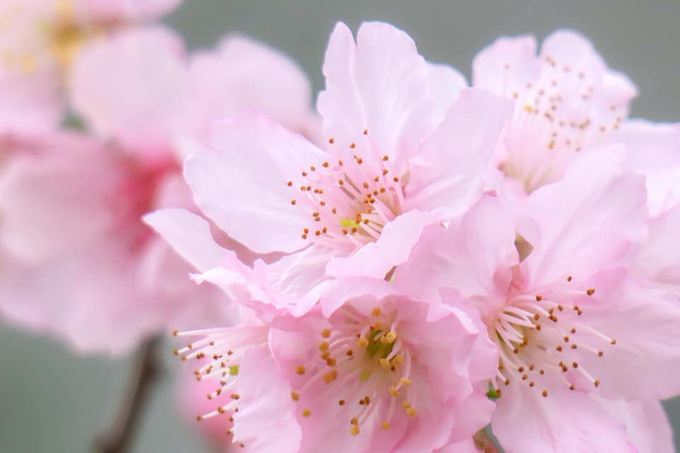 沙田櫻花2023-石門