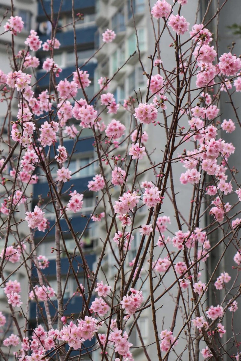 沙田櫻花2023-碧濤花園