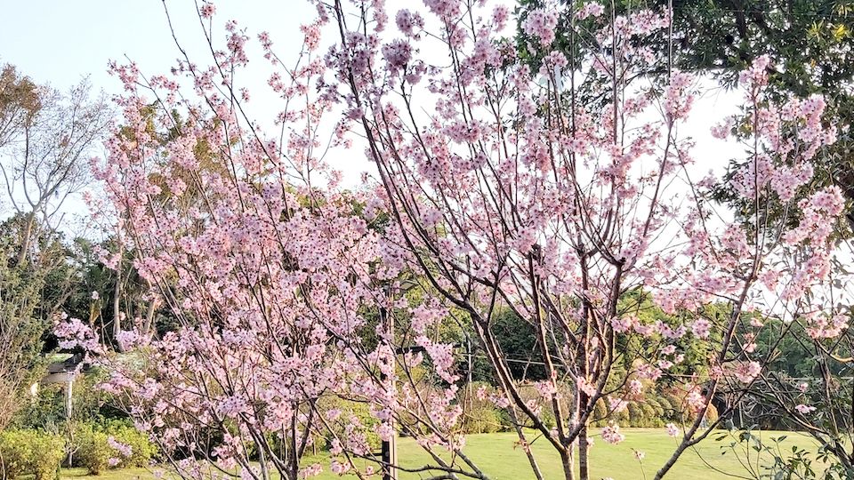 大埔海濱公園櫻花