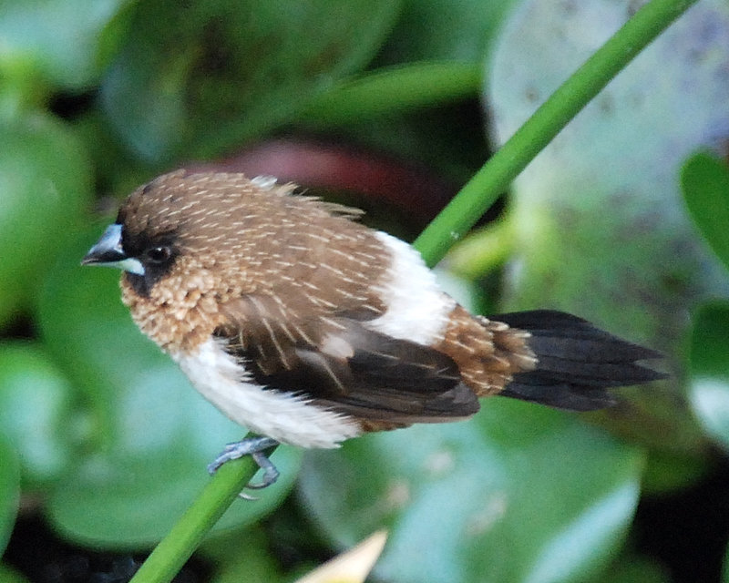 香港公園觀鳥-免費