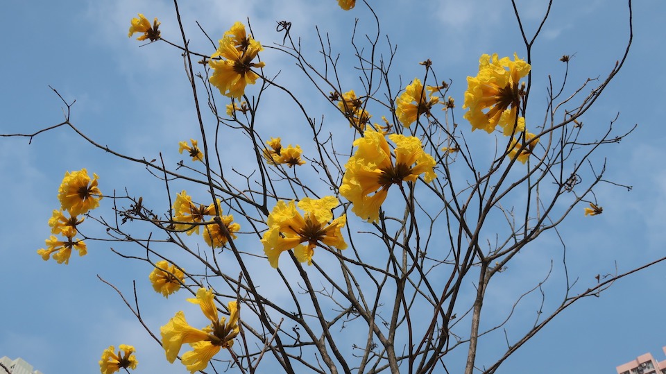 黃花風鈴木-唐明街公園
