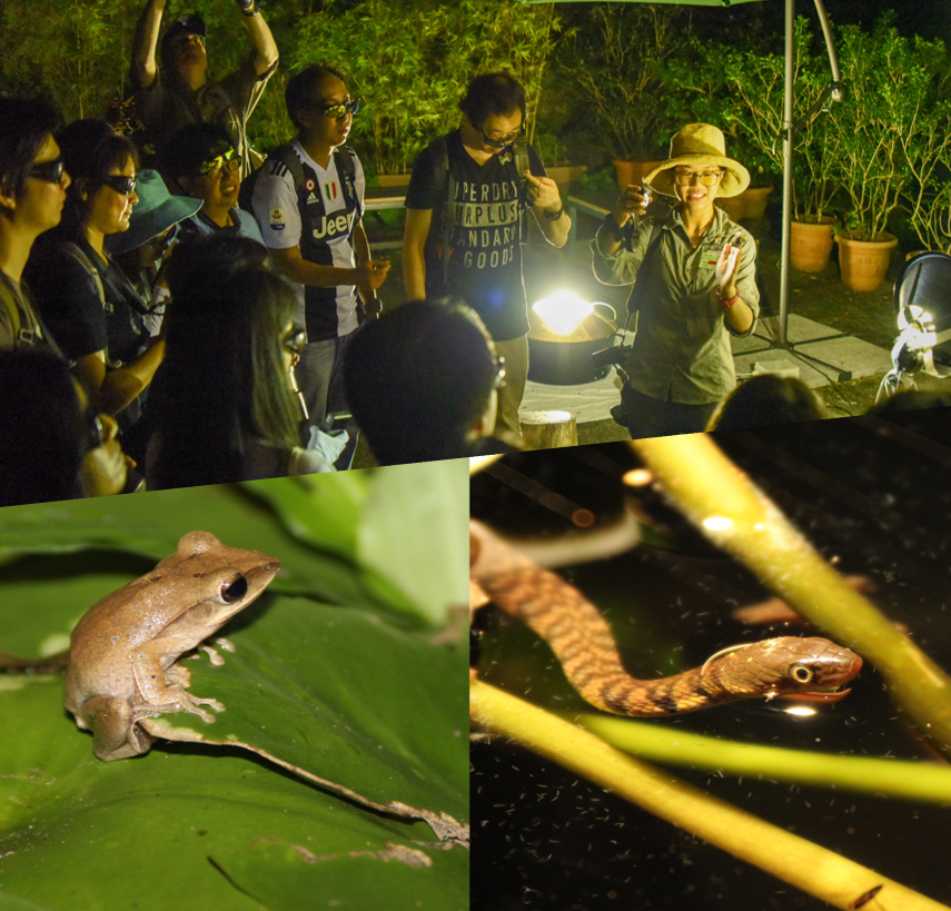 夏夜生態行-嘉道理農場