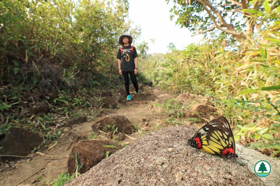 大灘郊遊徑-報喜斑粉蝶