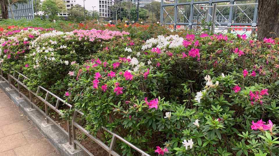 杜鵑花-維多利亞公園