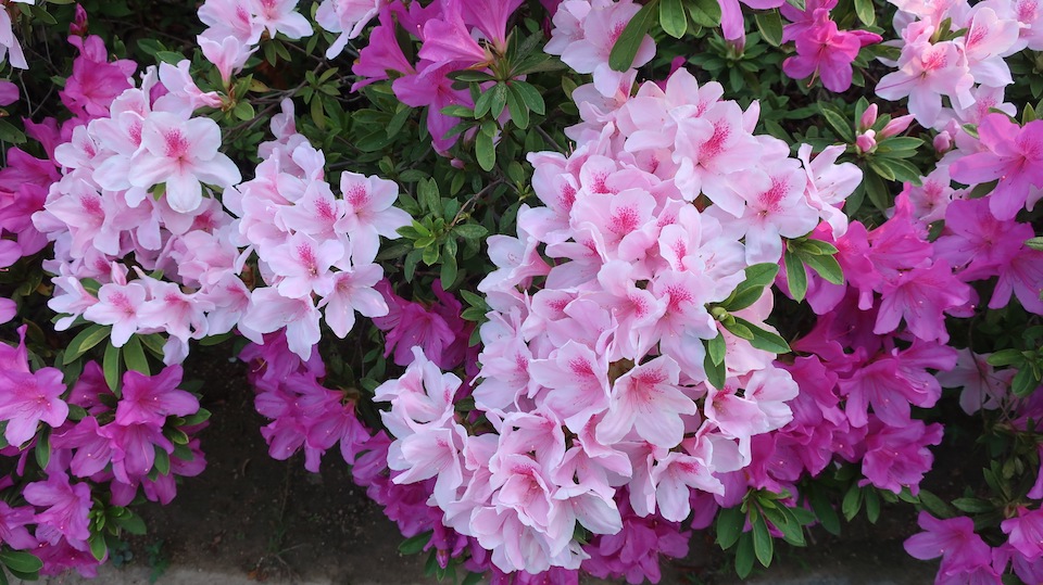 杜鵑花-荔枝角公園