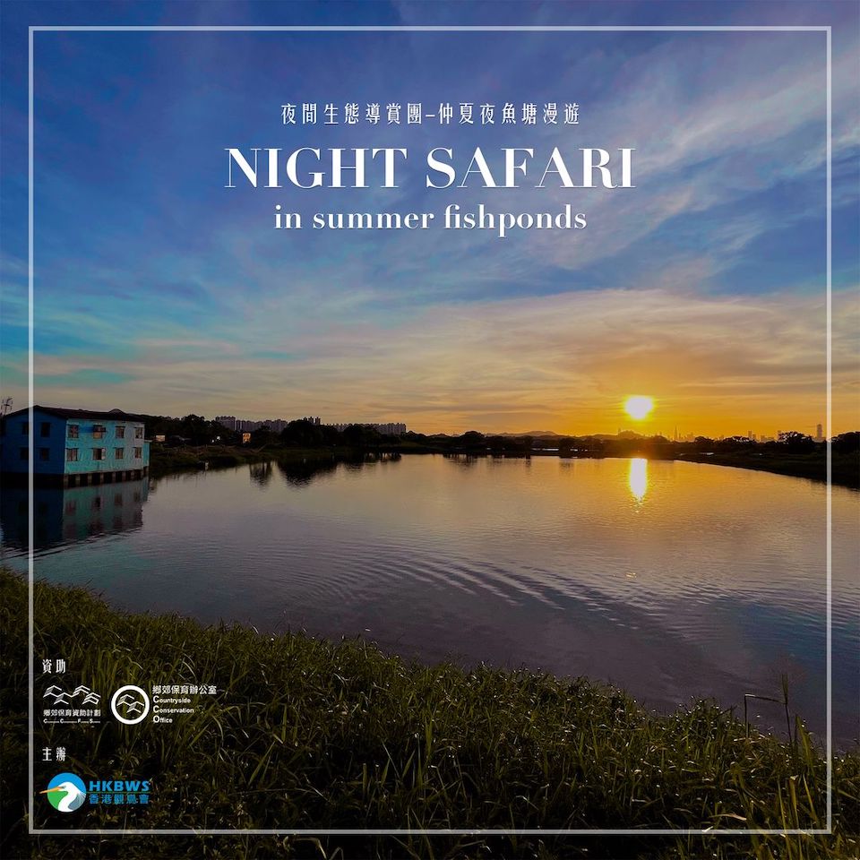 夜間生態導賞團