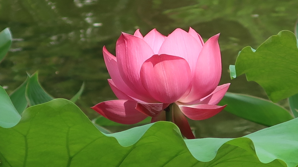 荷花-城門谷公園