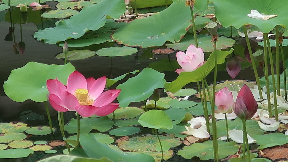 荷花-粉嶺康樂公園