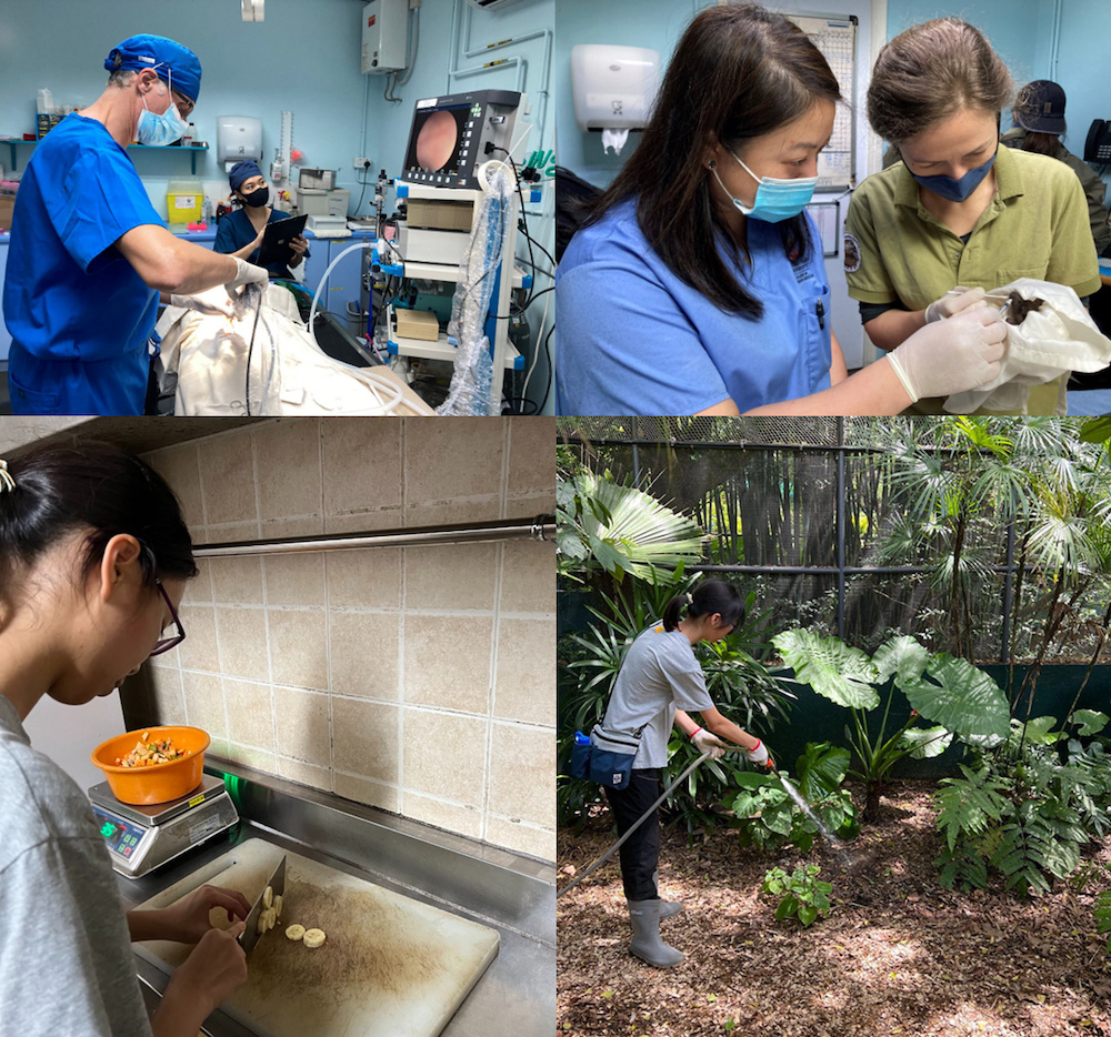 嘉道理農場義工-動物保育