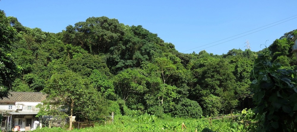 嘉道理農場義工-植物保育