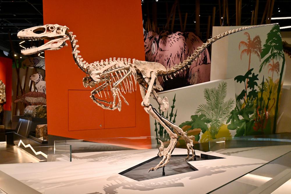 古生物展廳3