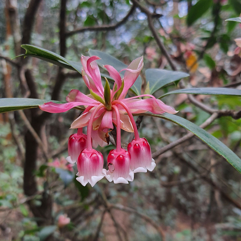 嘉道理農場-吊鐘花