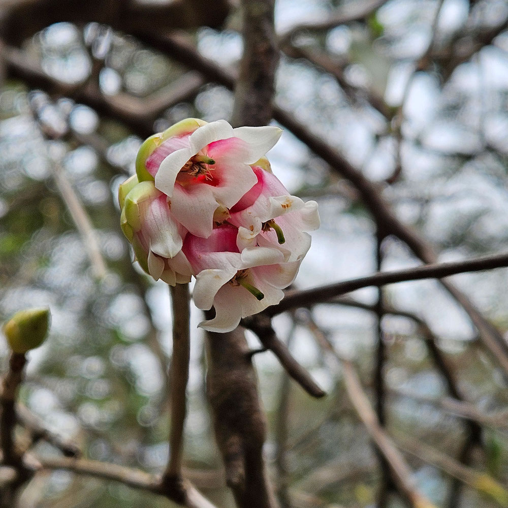 嘉道理農場-鐘花櫻桃