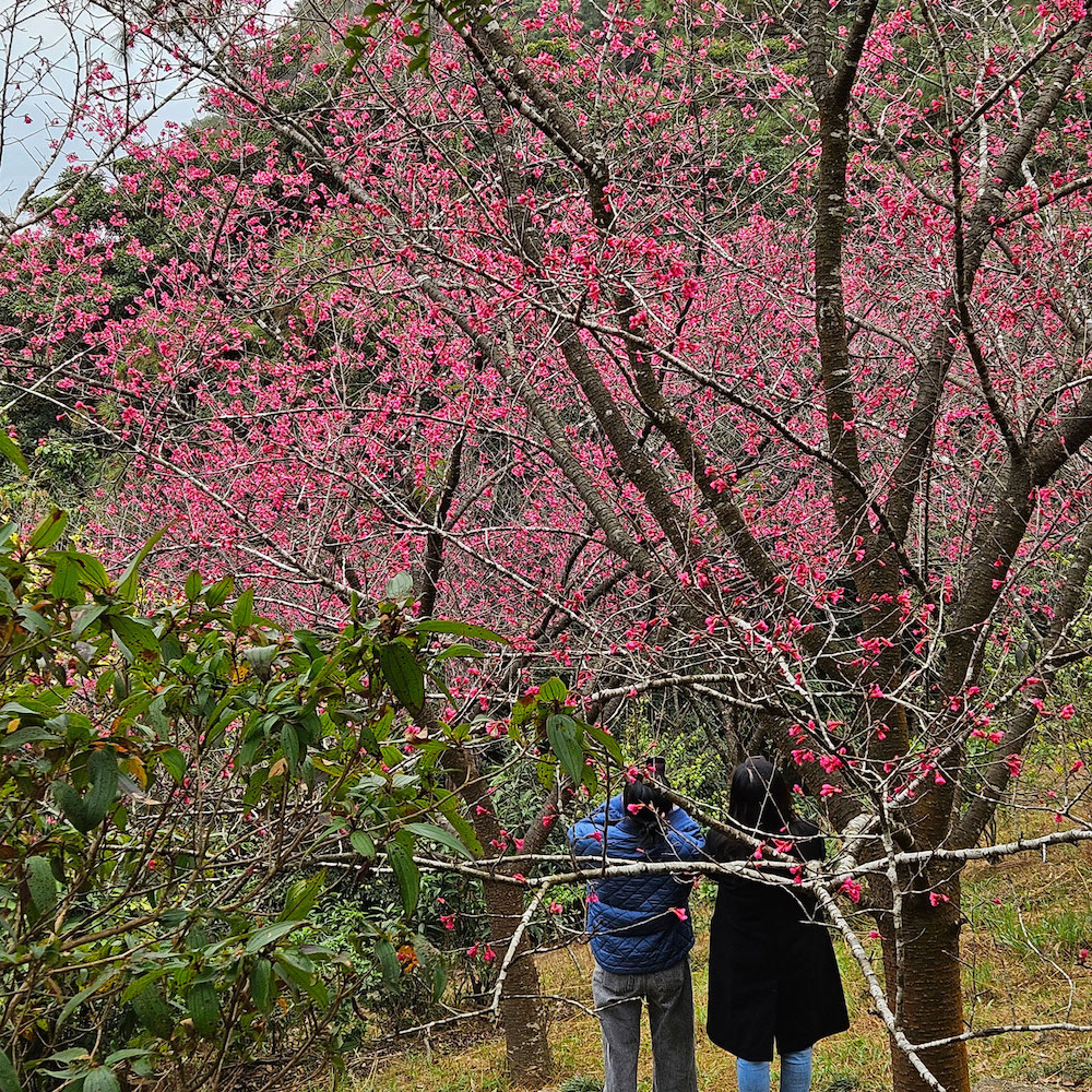 嘉道理農場-開花