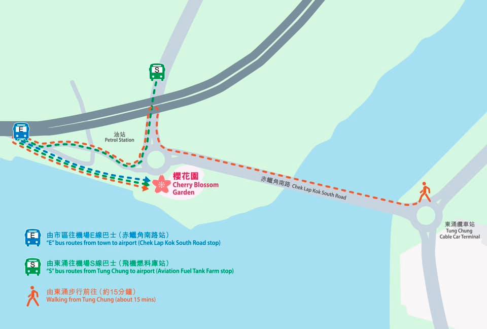 東涌櫻花2024-前往方法