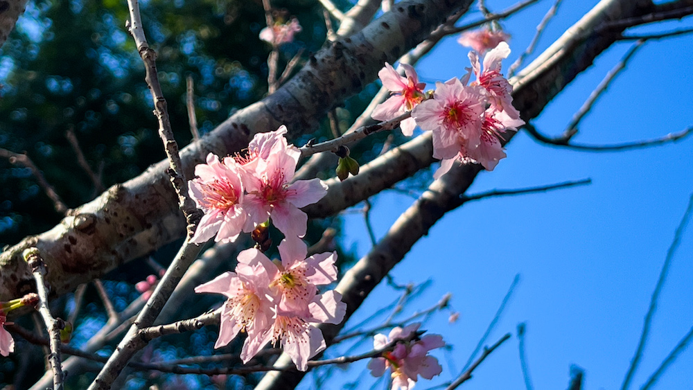 櫻花-大埔海濱公園