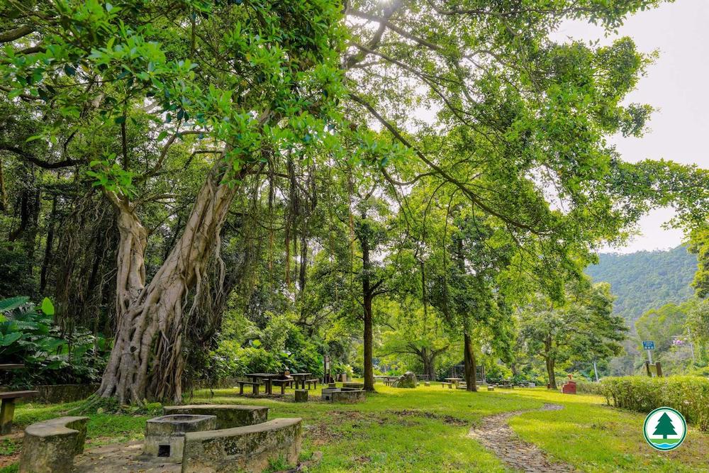 川龍家樂徑-細葉榕