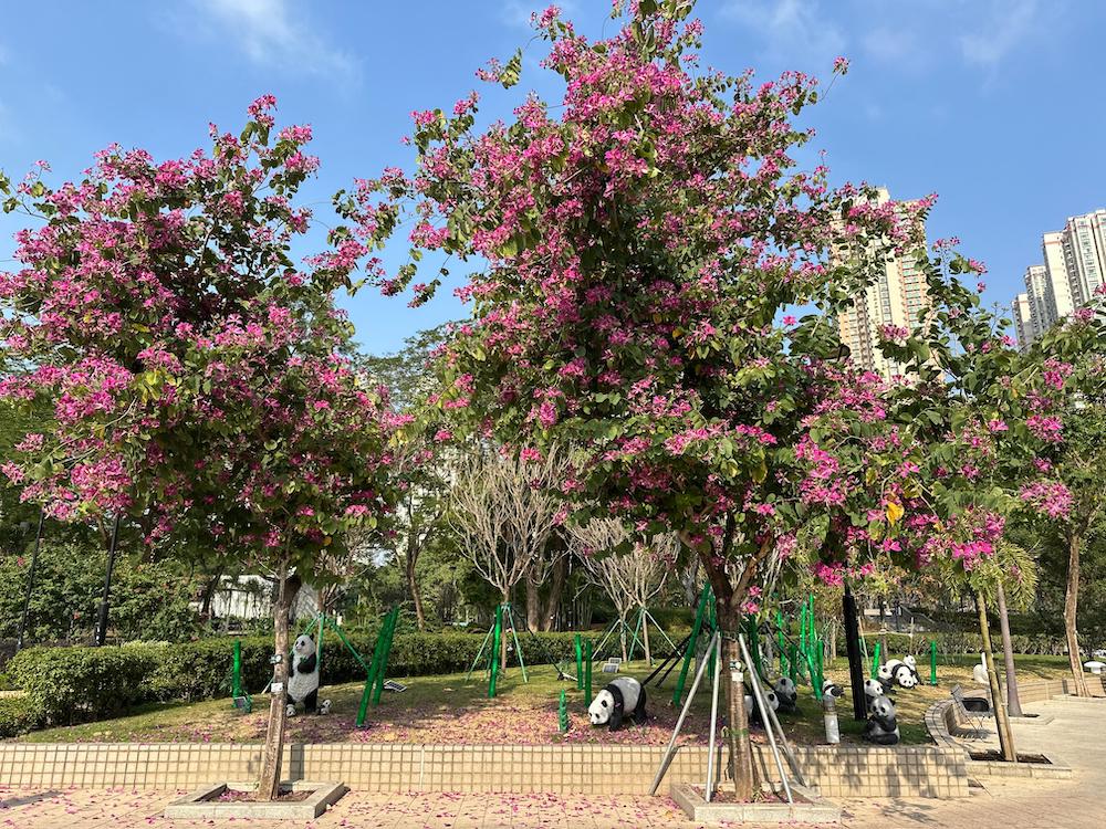 洋紫荊-天水圍公園