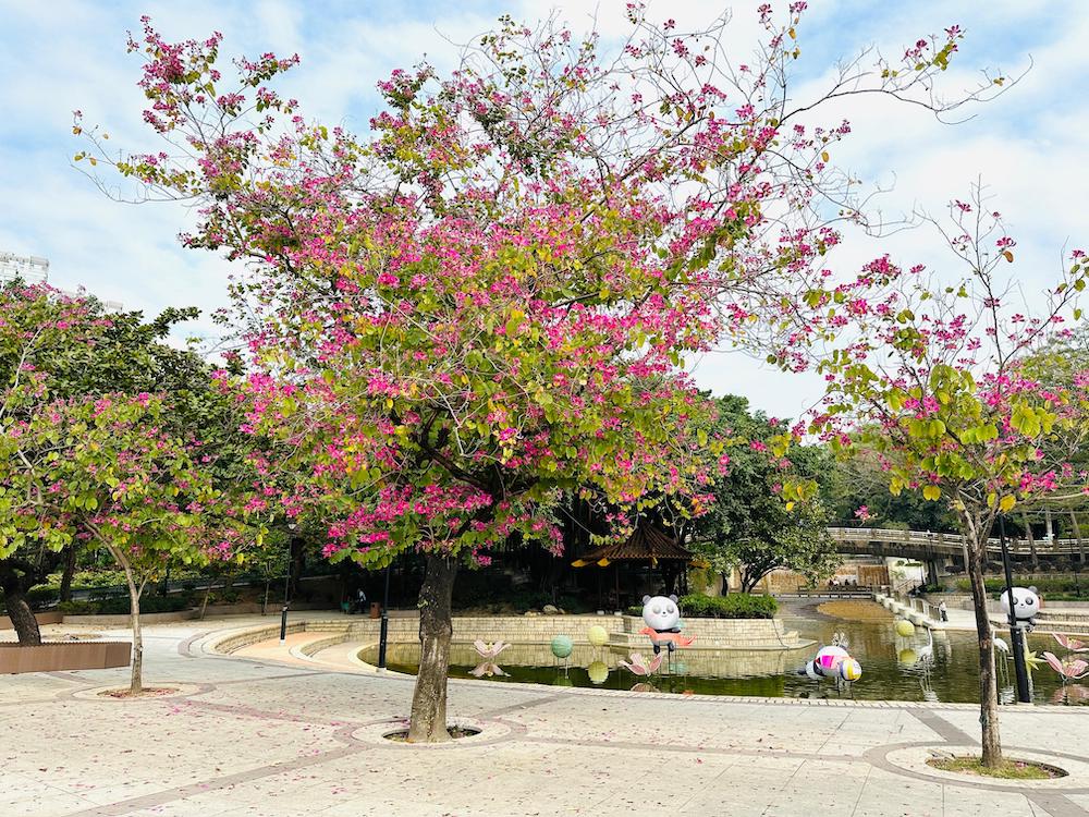 洋紫荊-屯門公園