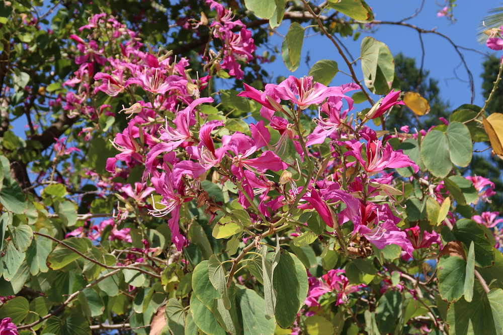 洋紫荊-柴灣公園