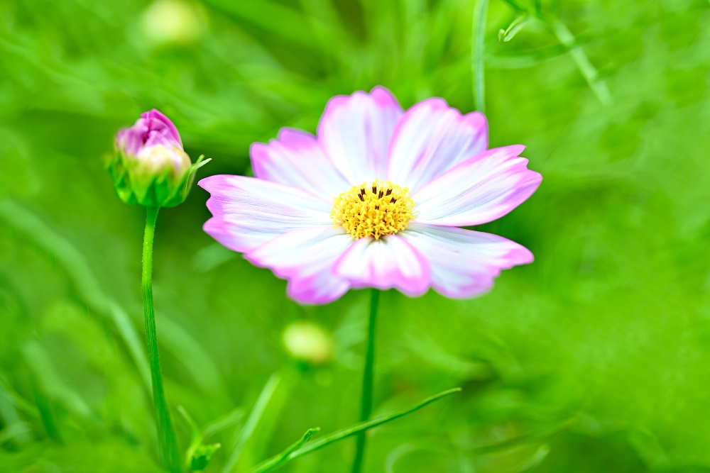 香港花卉展覽2025-大波斯菊