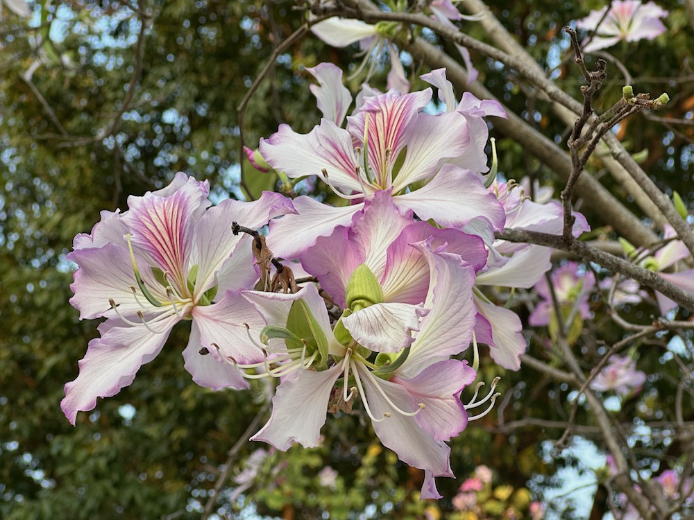 宮粉羊蹄甲-沙田公園