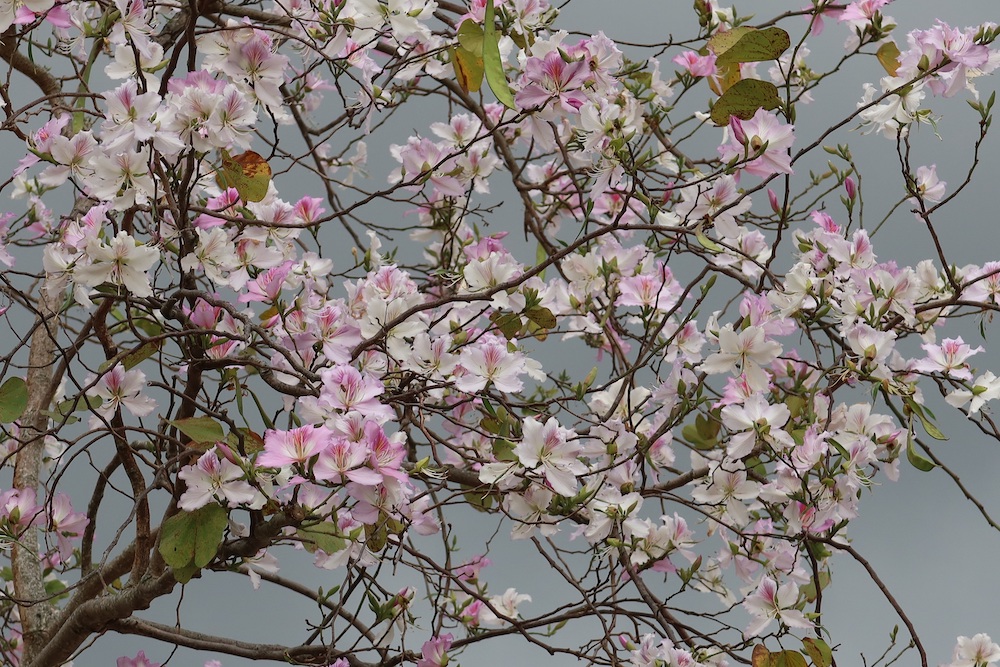 宮粉羊蹄甲-沙田公園