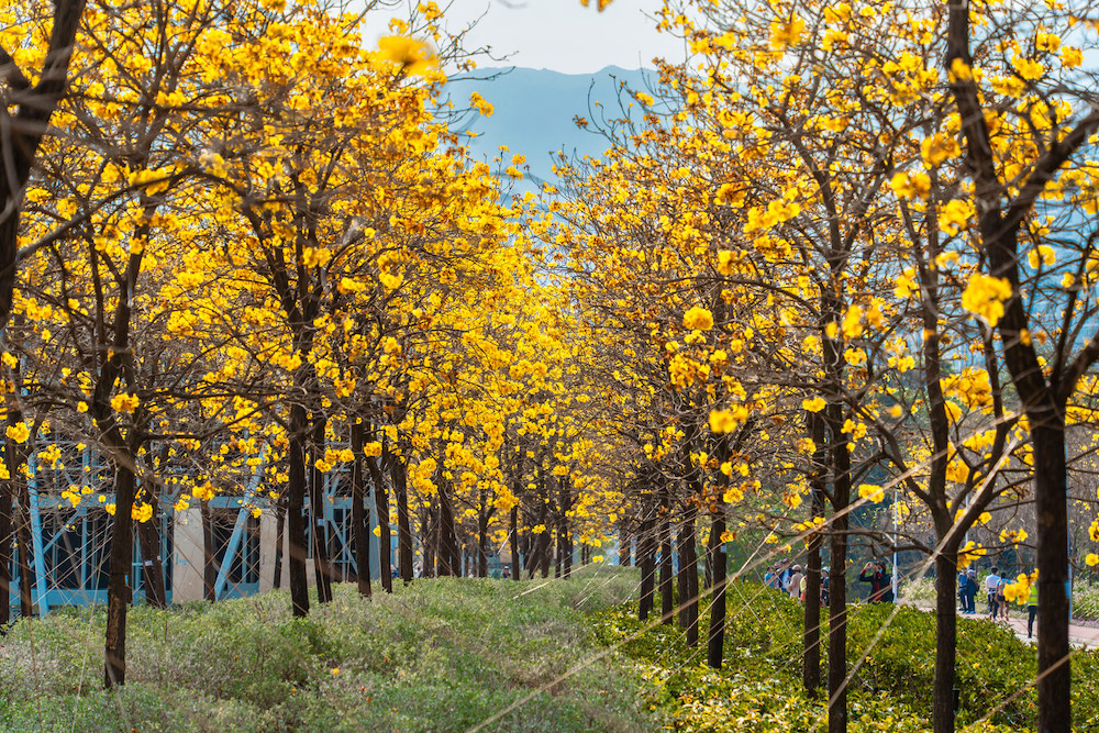 機場黃花風鈴徑-花期