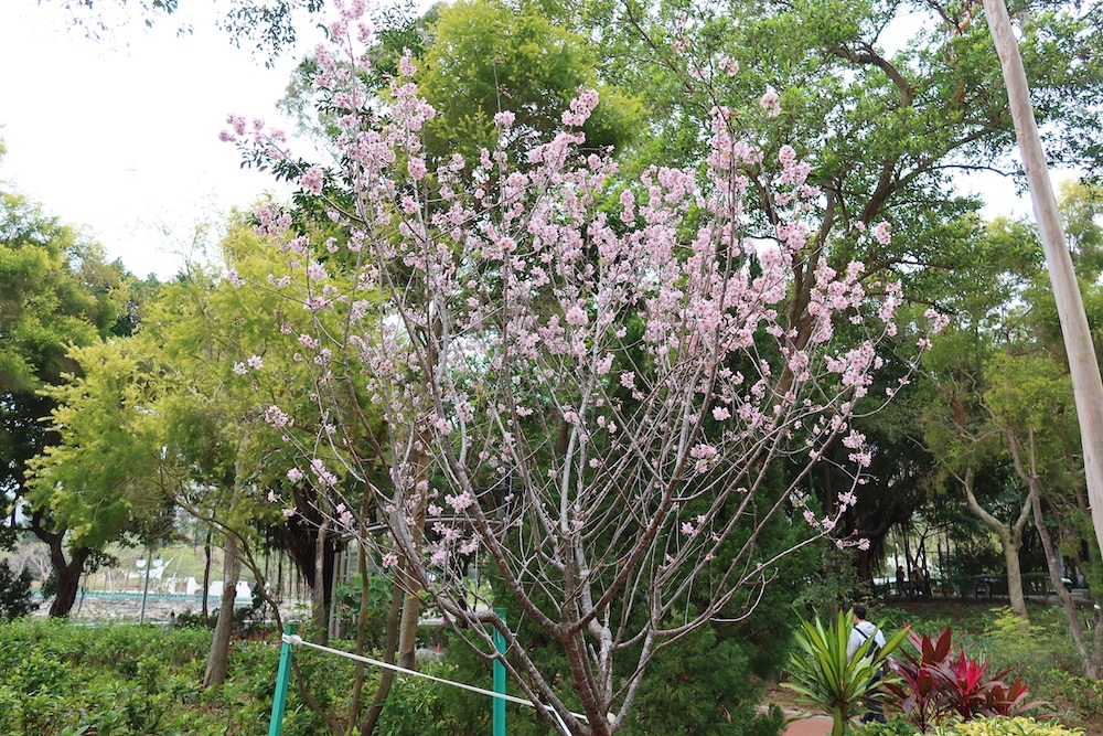 櫻花-大埔海濱公園