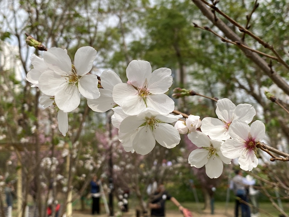 櫻花-天水圍公園