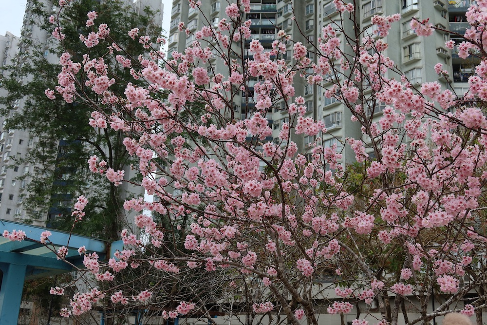 櫻花-安景街公園