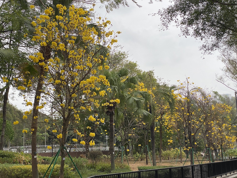 黃花風鈴木-天水圍公園