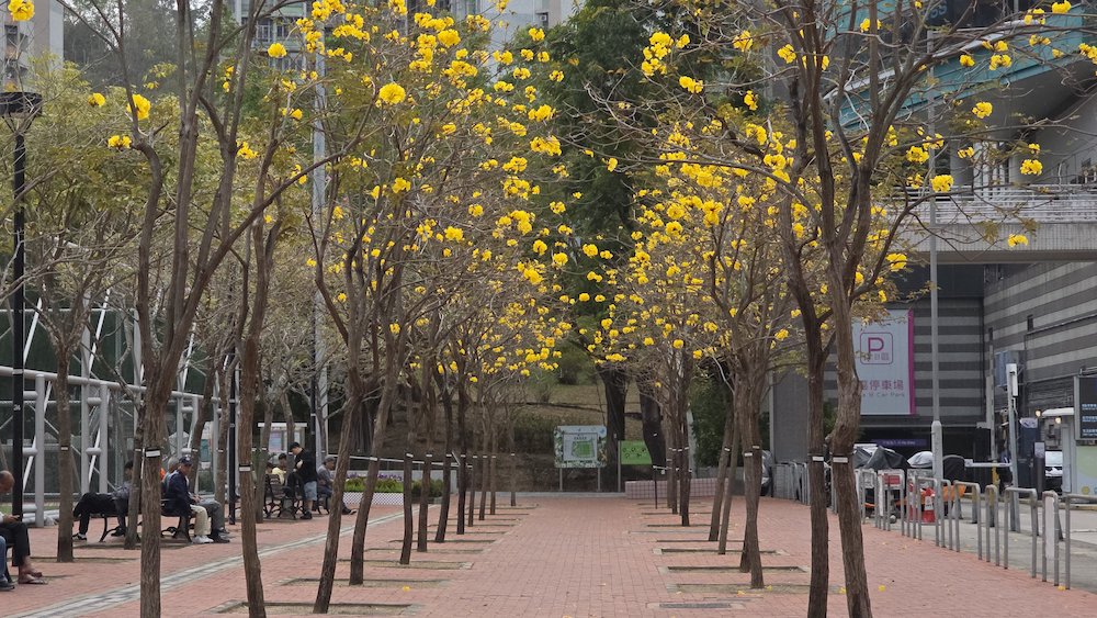 黃花風鈴木-樂富