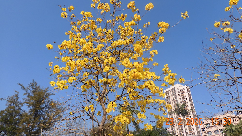 黃花風鈴木-石湖墟