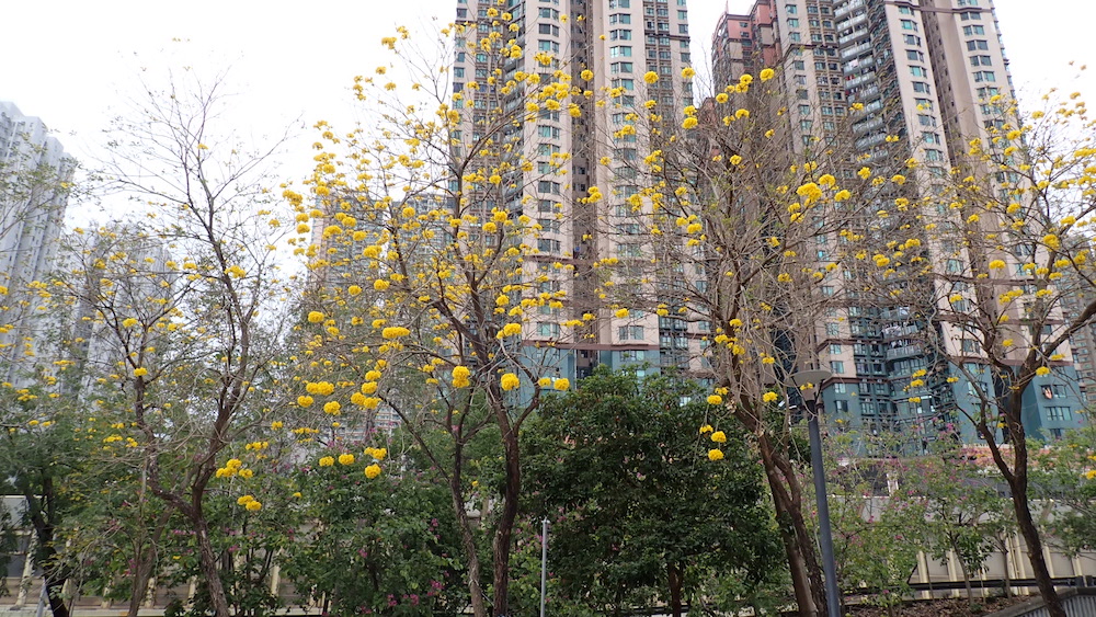 黃花風鈴木-香港單車館公園