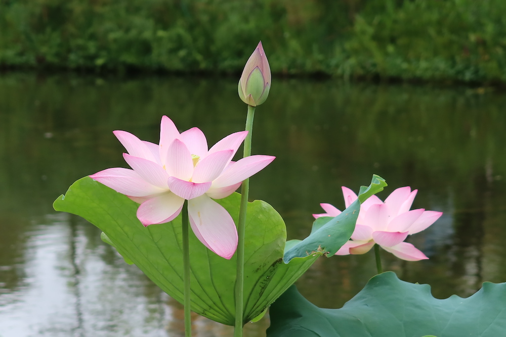 荷花-城門谷公園