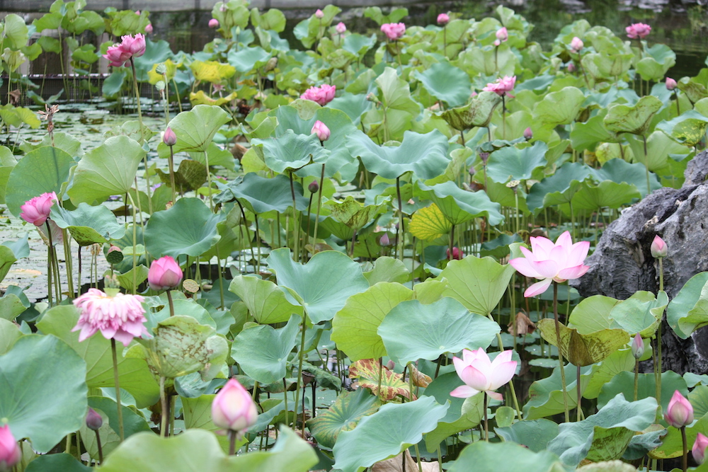 荷花-粉嶺康樂公園