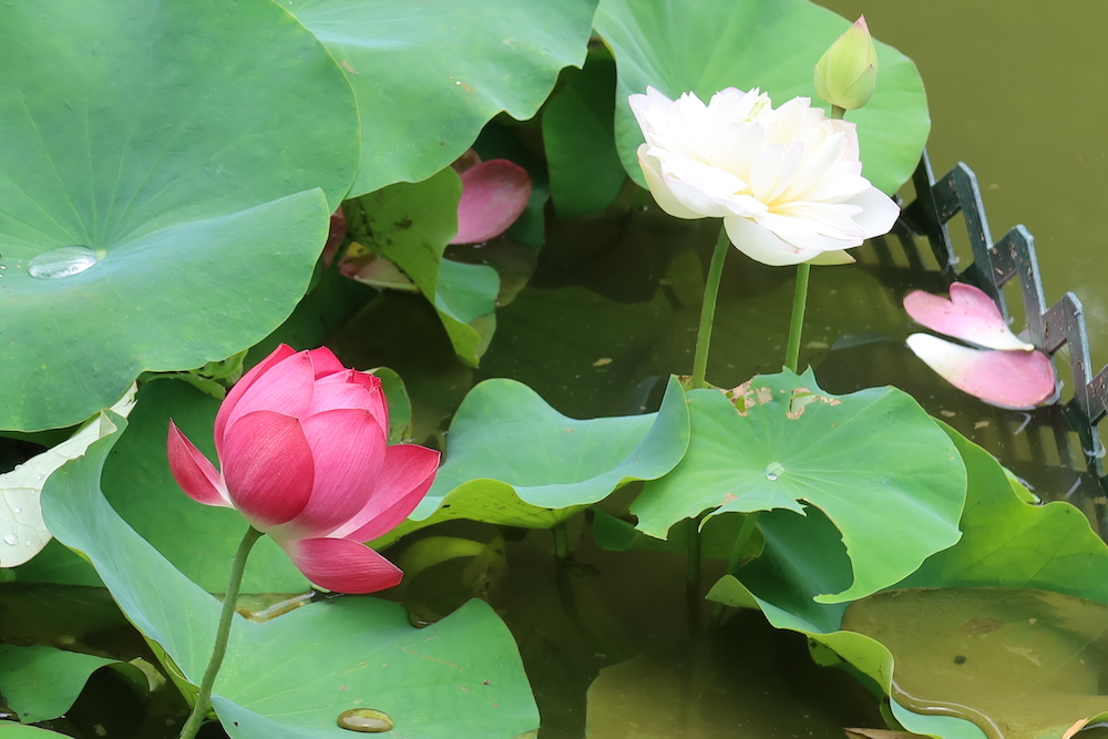 荷花-荔枝角公園