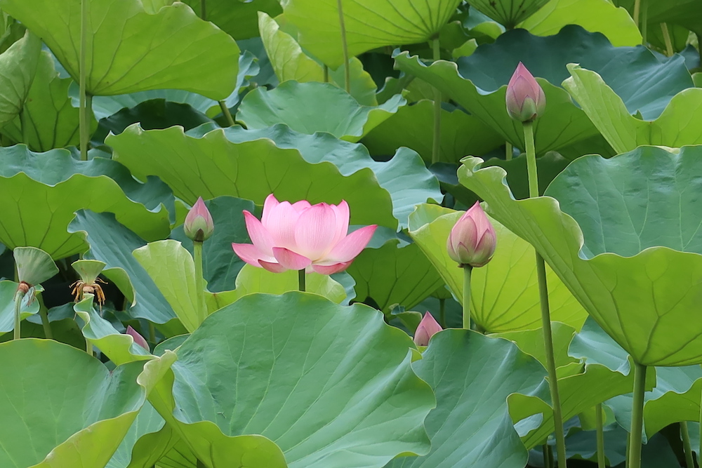 荷花-青衣公園