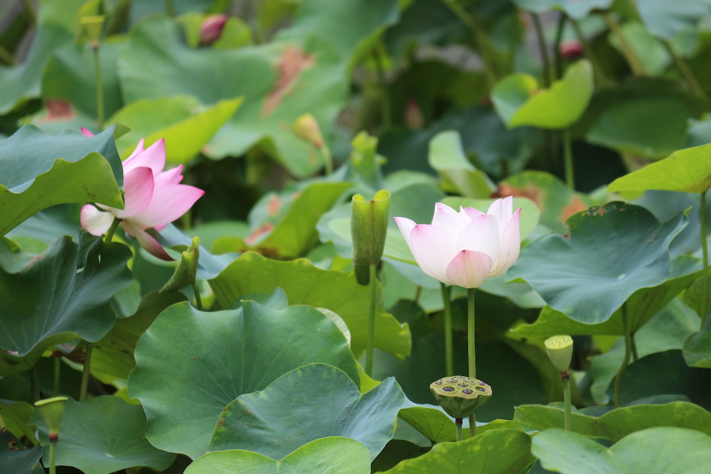 荷花-香港公園