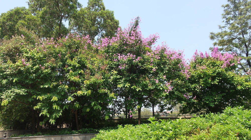 大花紫微-荔枝角公園